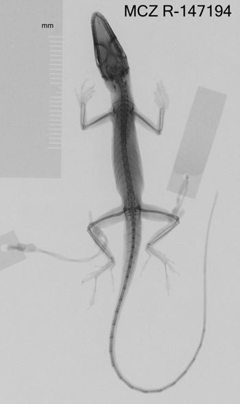 Media type: image;   Herpetology R-147194 Aspect: dorsoventral x-ray